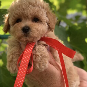 Michelle Maltipoo