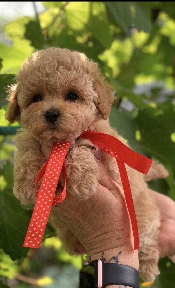 Michelle Maltipoo