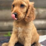 Miella-female-English-Cocker-Spaniel-puppy-for-sale-1