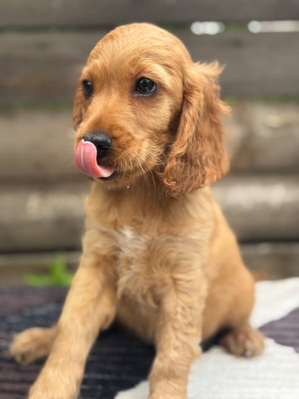 Miella English Cocker Spaniel