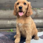 Matissa English Cocker Spaniel