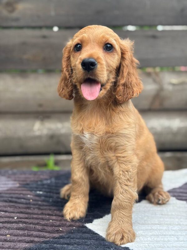 Miella English Cocker Spaniel