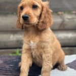 Miella-female-English-Cocker-Spaniel-puppy-for-sale-3