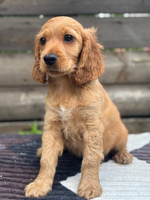 Miella English Cocker Spaniel