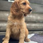 Miella-female-English-Cocker-Spaniel-puppy-for-sale-4