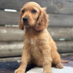 Miella-female-English-Cocker-Spaniel-puppy-for-sale-5