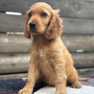 Miella English Cocker Spaniel