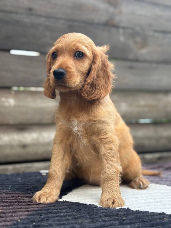 Miella English Cocker Spaniel
