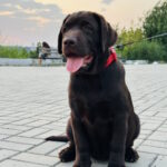 Theodore Labrador Retriever