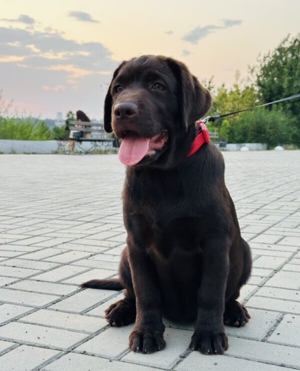 Mika Labrador Retriever