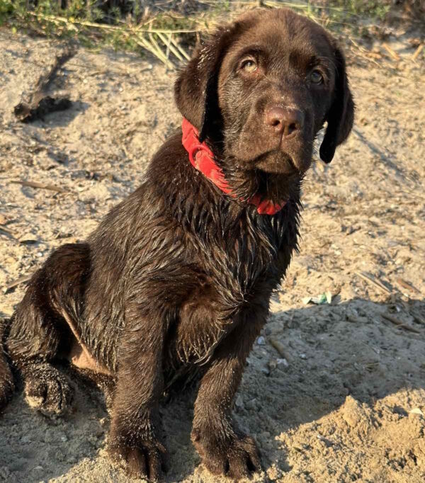 Mika Labrador Retriever