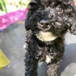 Mika-female-toy-poodle-puppy-for-sale-1 (1)