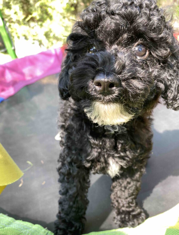Mika Toy Poodle