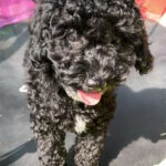 Mika-female-toy-poodle-puppy-for-sale-1 (2)