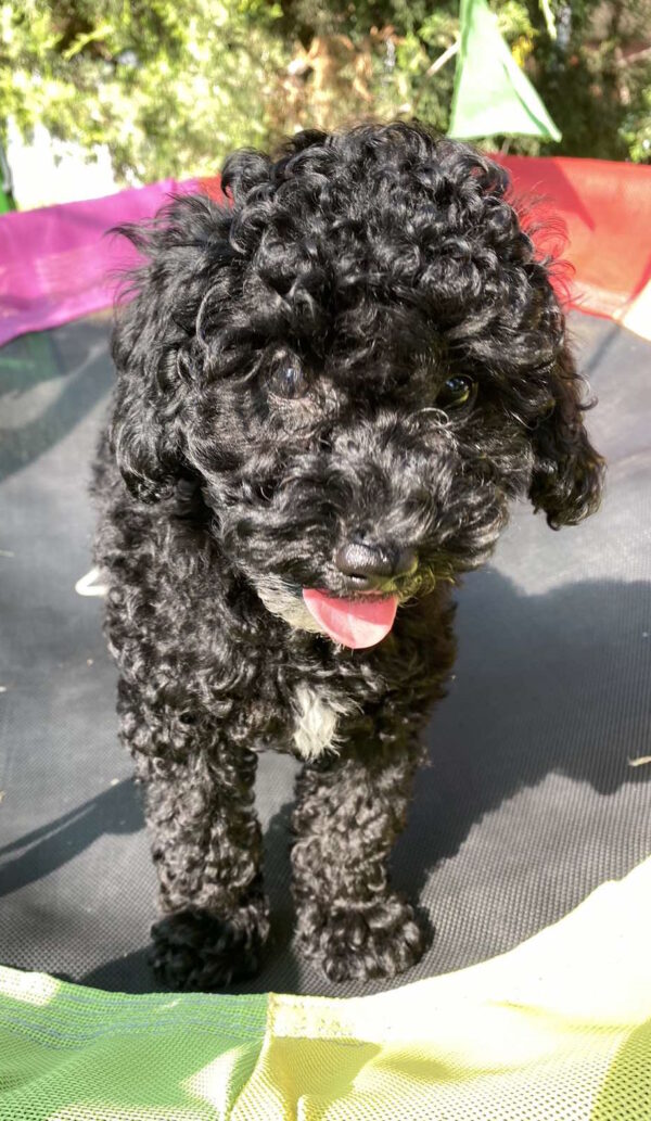 Mika Toy Poodle