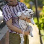 Milka-female-english-bulldog-puppy-for-sale-1 (1)