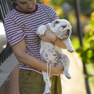 Milka English Bulldog