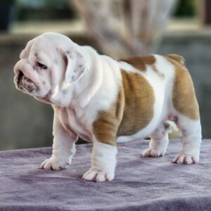 Milka English Bulldog