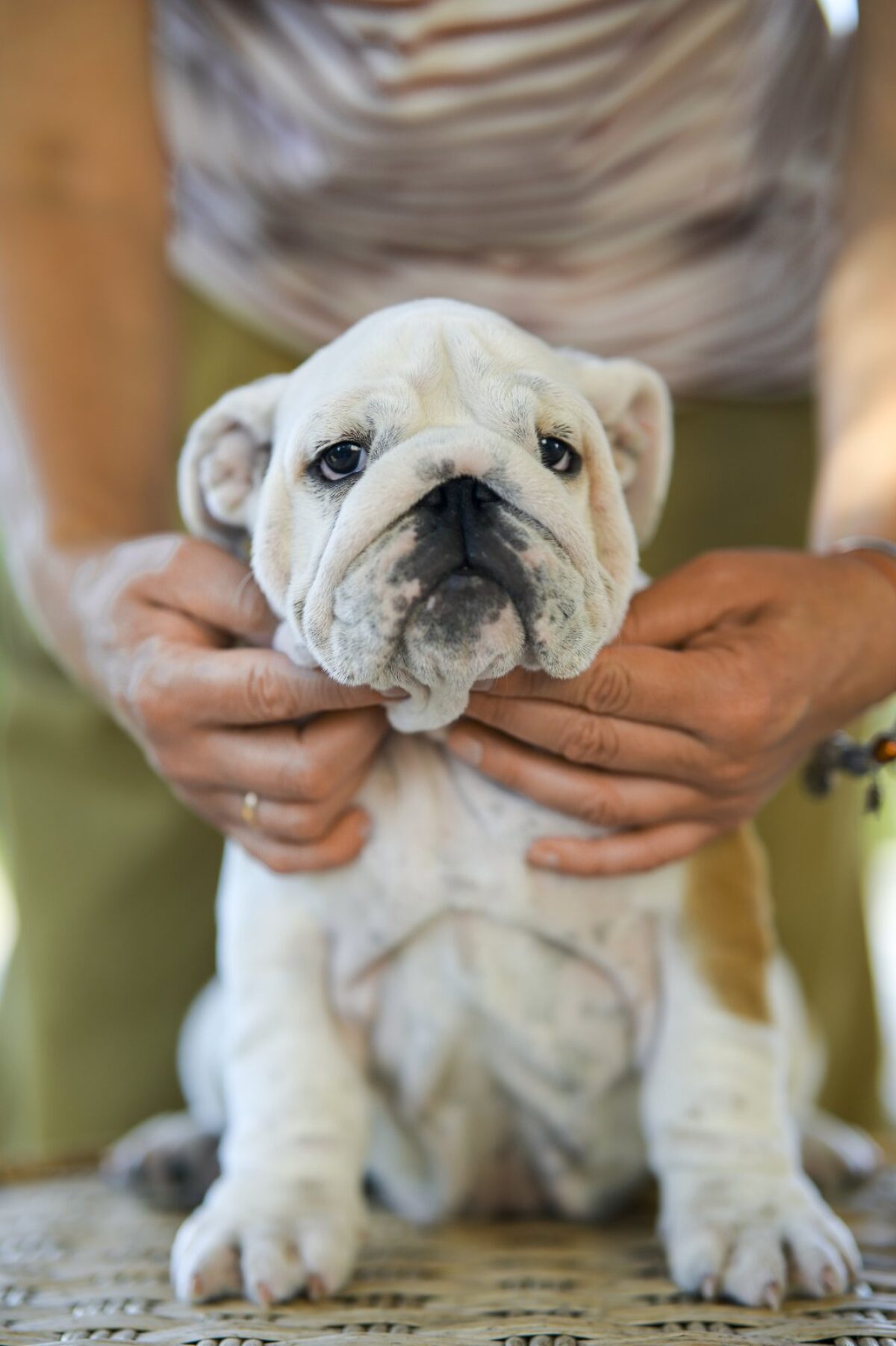 Dog Breed Old English Bulldogs For Sale Near Me English Bulldogs