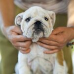 Milka-female-english-bulldog-puppy-for-sale-1 (2)