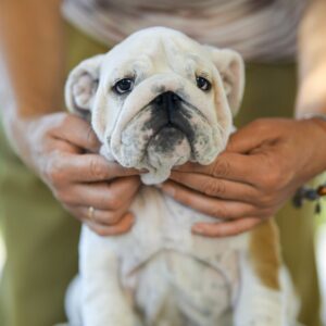 Milka English Bulldog