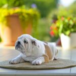 Milka-female-english-bulldog-puppy-for-sale-1 (3)