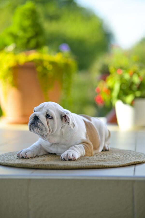 Milka English Bulldog