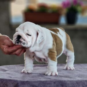 Milka English Bulldog