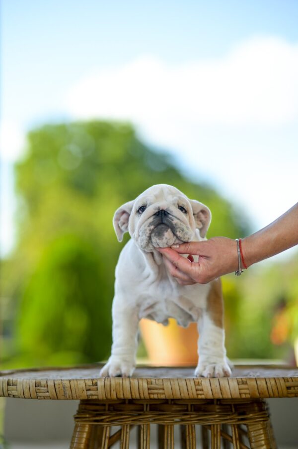 Milka English Bulldog