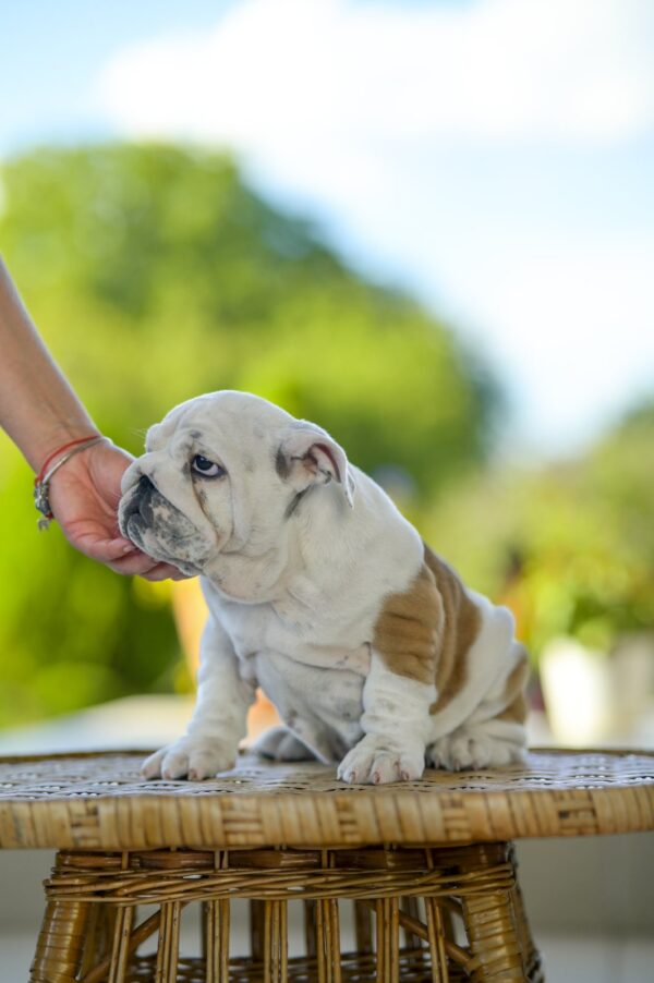 Milka English Bulldog