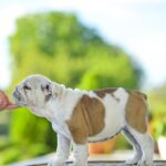 Milka-female-english-bulldog-puppy-for-sale-1 (6)