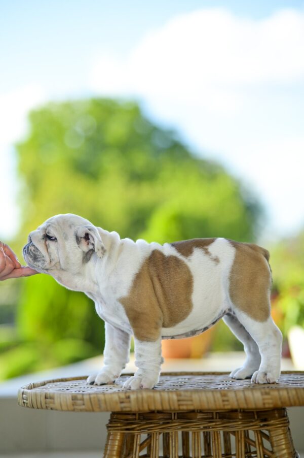 Milka English Bulldog