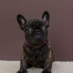 Miran-male-French-bulldog-puppy-for-sale-1