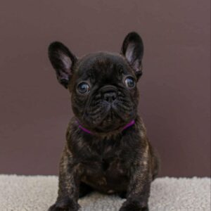 Miran French Bulldog