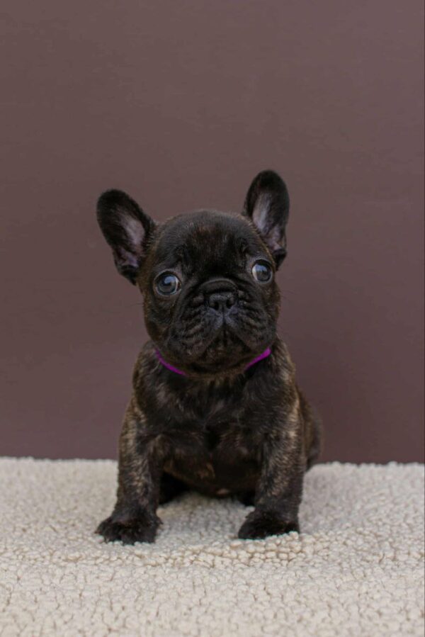 Miran French Bulldog