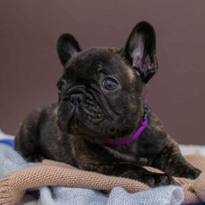 Miran French Bulldog