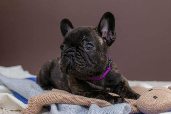 Miran French Bulldog