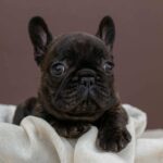 Miran-male-French-bulldog-puppy-for-sale-4