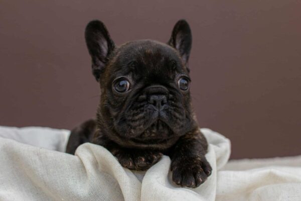 Miran French Bulldog