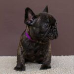 Miran-male-French-bulldog-puppy-for-sale-5
