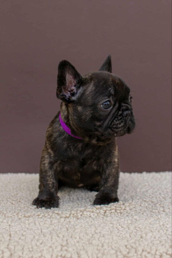 Miran French Bulldog