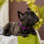 Miran-male-French-bulldog-puppy-for-sale-6