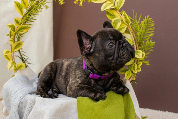 Miran French Bulldog