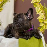 Miran-male-French-bulldog-puppy-for-sale-7