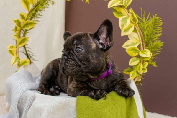 Miran French Bulldog