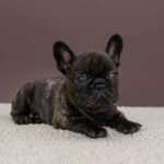 Miran-male-French-bulldog-puppy-for-sale-8