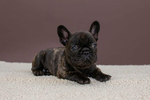 Miran French Bulldog