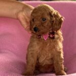 Missy-female-miniature-poodle-puppy-for-sale- (1)