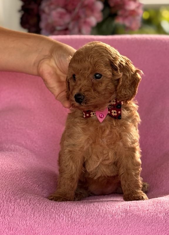 Missy Miniature Poodle