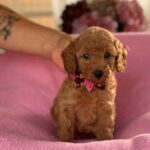 Jimi Miniature Poodle